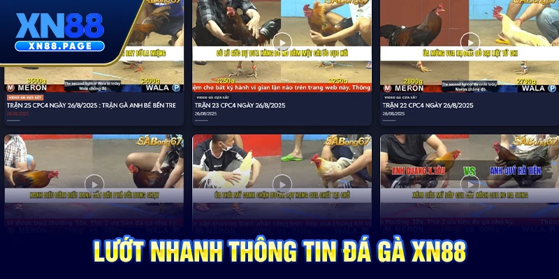 Lướt nhanh thông tin đá gà XN88 Lướt nhanh thông tin đá gà XN88