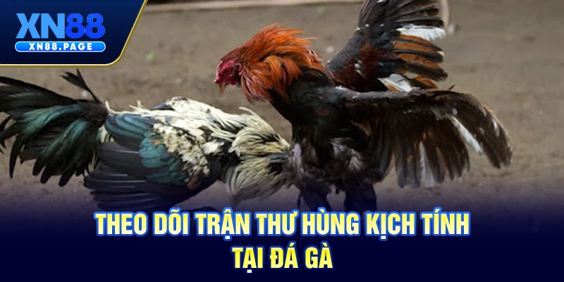 Theo dõi trận thư hùng kịch tính tại Đá gà