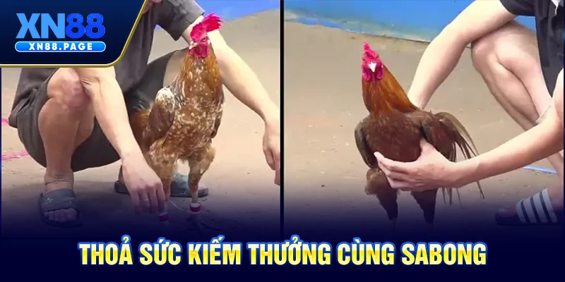 Thoả sức kiếm thưởng cùng Sabong Thoả sức kiếm thưởng cùng Sabong